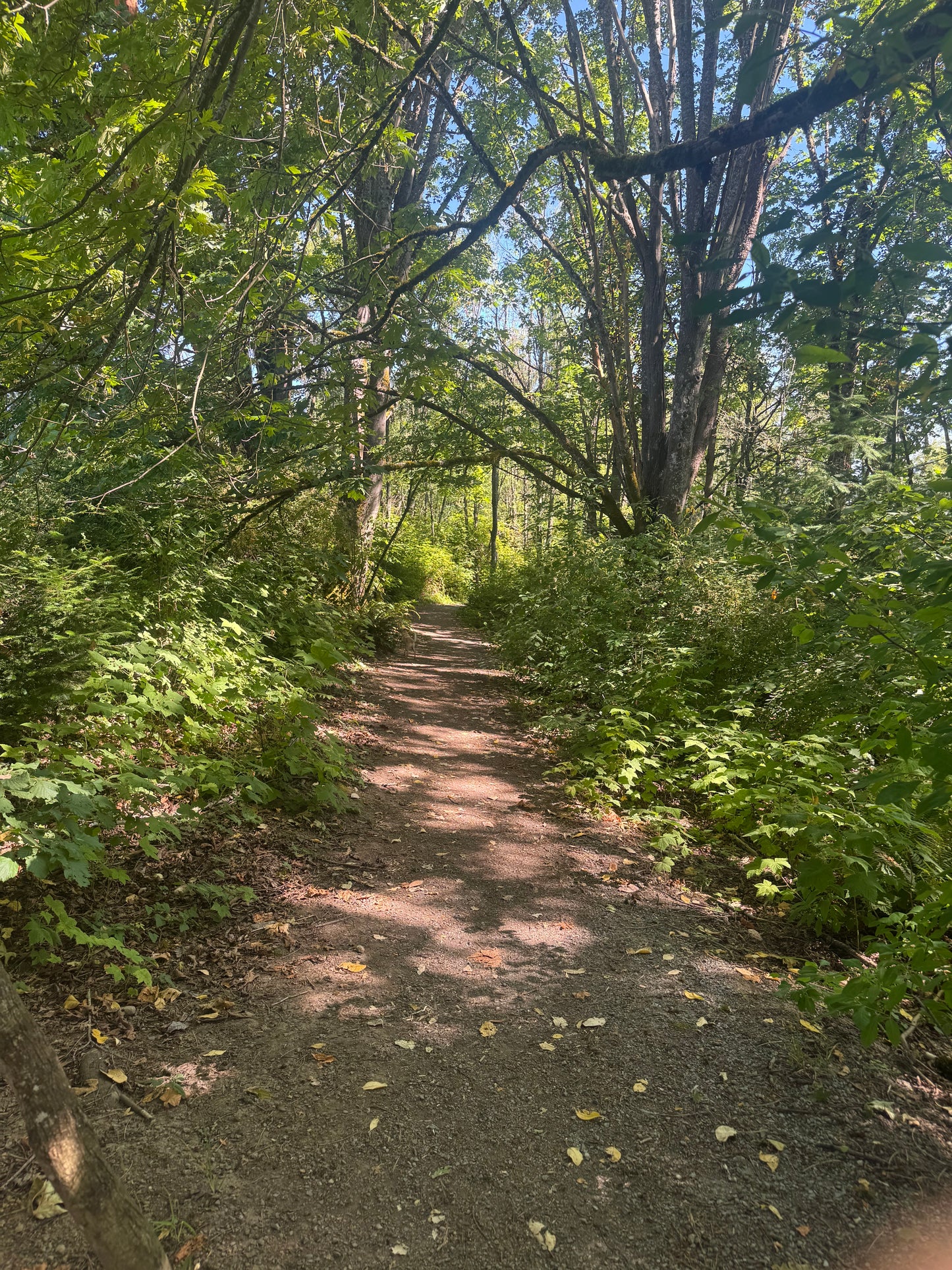 Nature Shamanic Reiki Healing